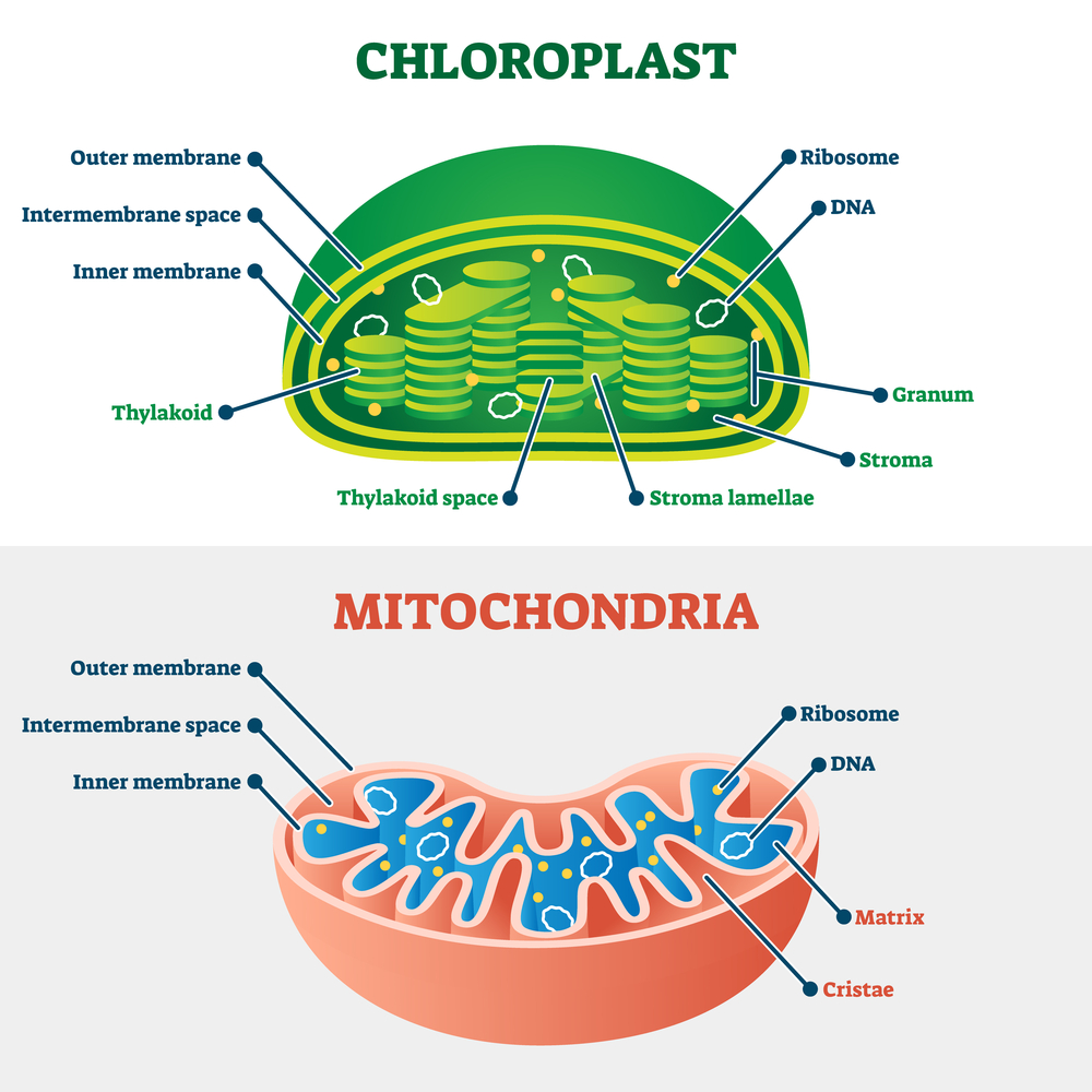 Chloroplast vs mitochondria vector illustration. Labeled structu