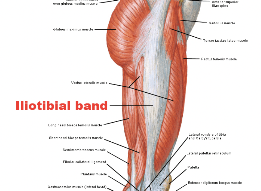 illustration of the iliotibial band